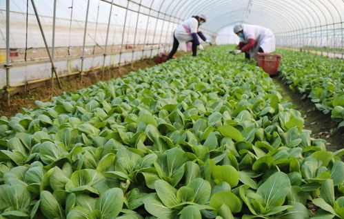 菜荒別急 新鮮蔬菜正在路上，每日供應(yīng)量可達(dá)3000噸